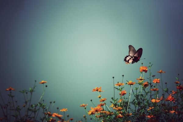 11111e32259a3903829cafe2d97fbf92_1465610